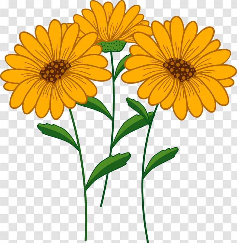 Common Sunflower Euclidean Vector Illustration - Gerbera - Chrysanthemum Transparent PNG