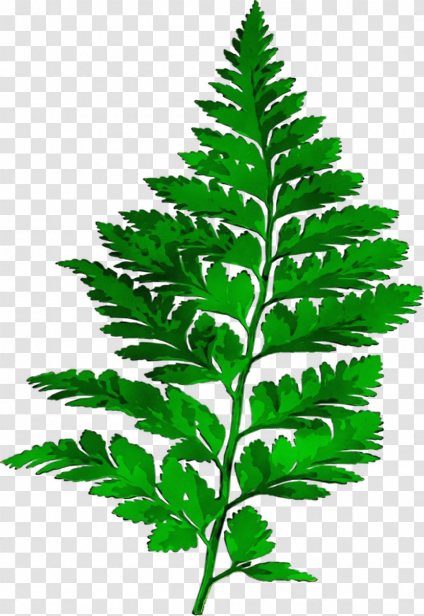 Fern Plants Leaf - Flower - Herb Transparent PNG