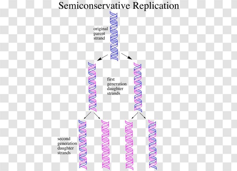 Semiconservative Replication DNA Nucleic Acid Meselson–Stahl Experiment - Brand - Paper Transparent PNG