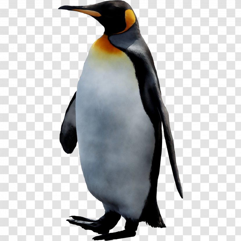 King Penguin Desktop Wallpaper Club - Flightless Bird - Image Resolution Transparent PNG