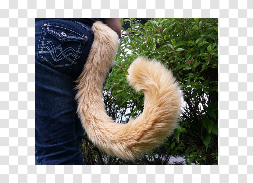 Tail Cat Felidae Fur Image - Public Domain Transparent PNG