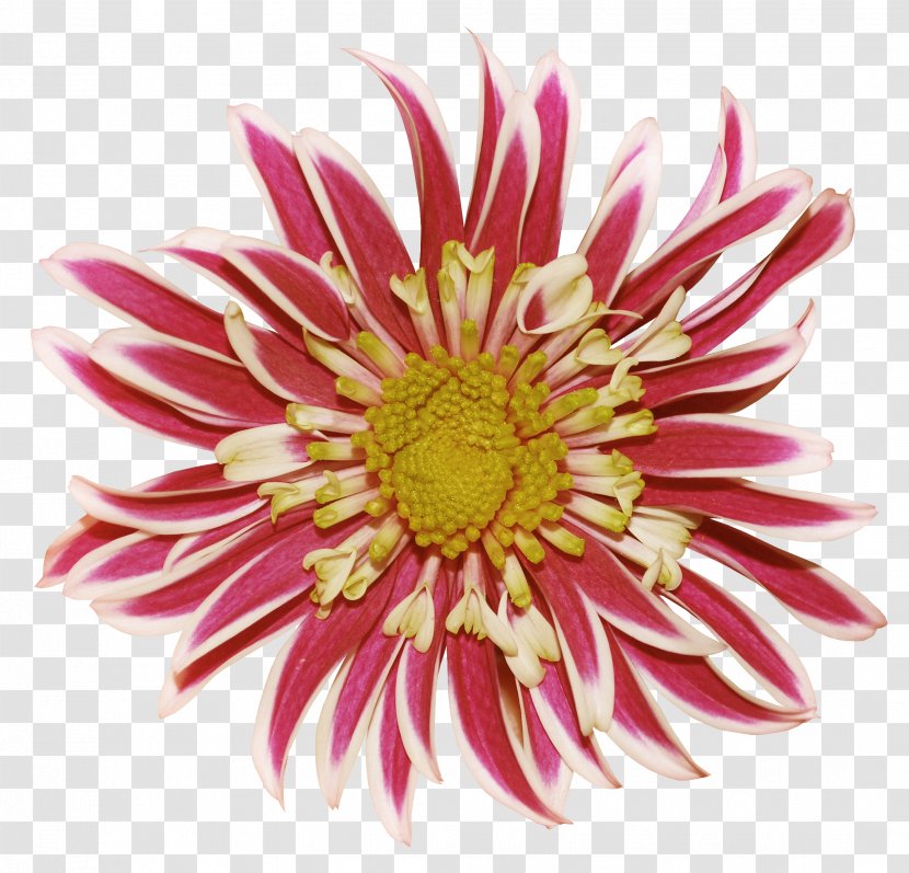 Dahlia Chrysanthemum Flower Clip Art - Transvaal Daisy - Pink Creative Chiba Transparent PNG