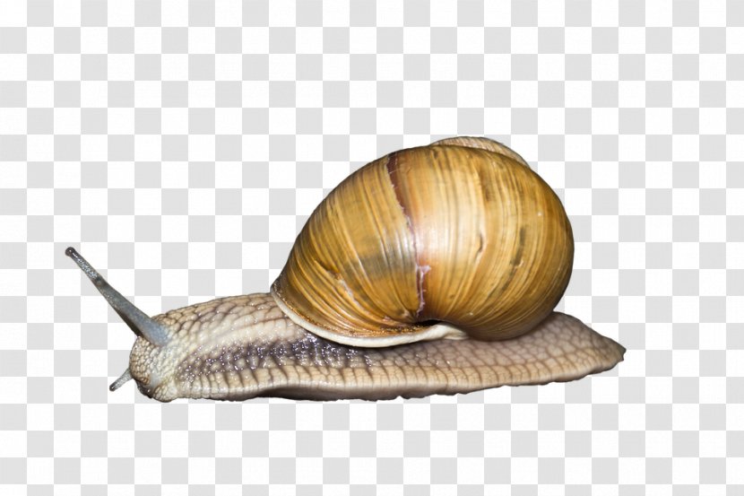 Sea Snail Gastropods Slime Gastropod Shell Transparent PNG