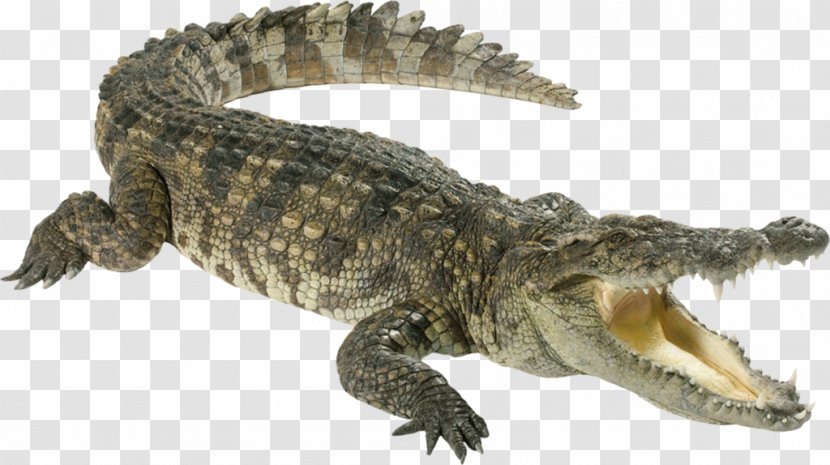 Nile Crocodile Reptile - Oil Transparent PNG