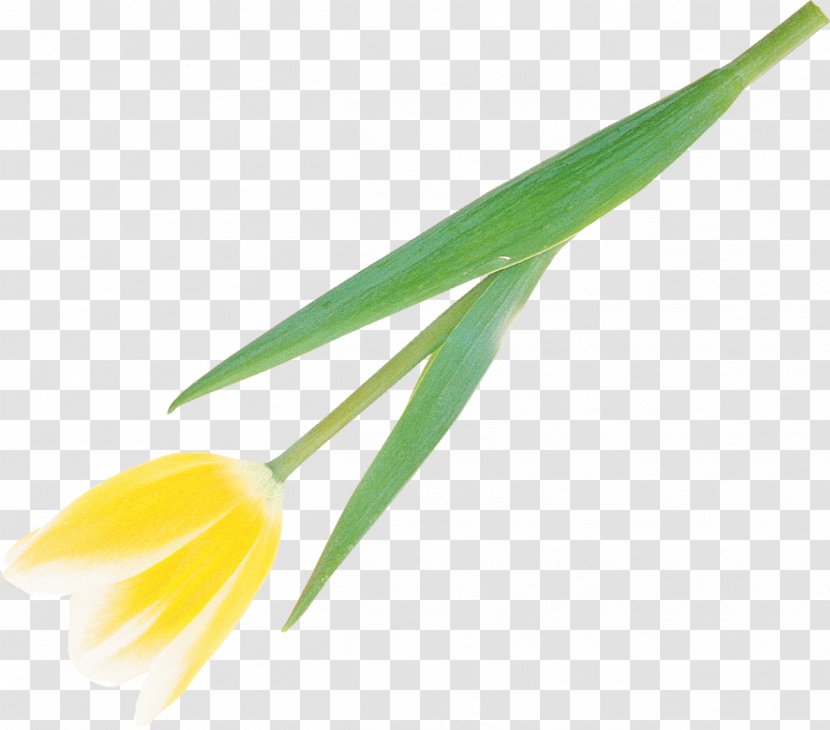 Flower Plant Stem Leaf Bud Petal - Tulip Transparent PNG