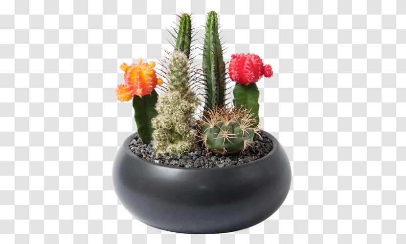 Flowerpot Houseplant Succulent Plant Cactaceae - Terrarium - Cactus Transparent PNG