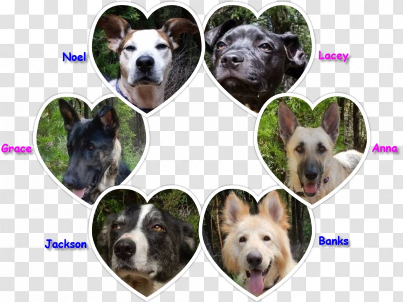 Australian Cattle Dog Stumpy Tail Breed Snout - Gofundme Transparent PNG