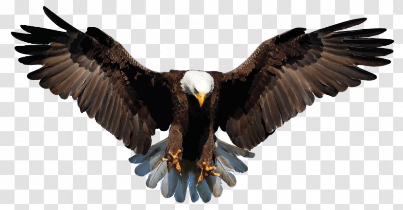 Bald Eagle White-tailed Drawing Clip Art - Stock Photography Transparent PNG