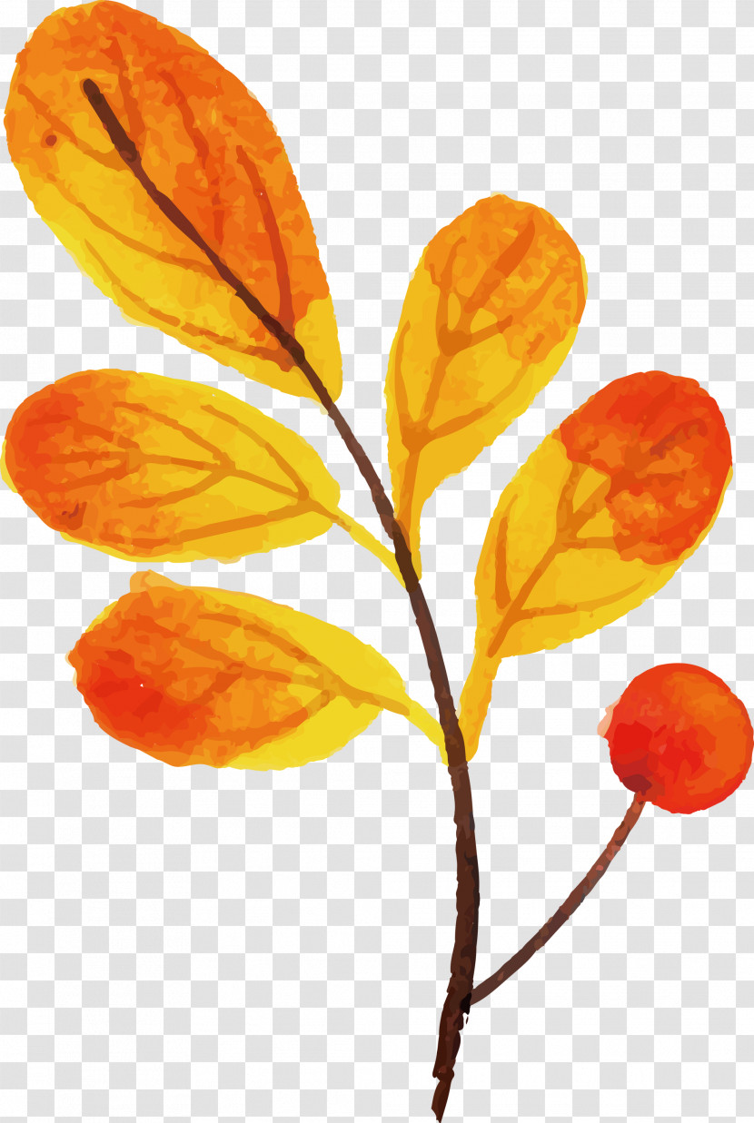 Autumn Leaf Colorful Leaf Transparent PNG