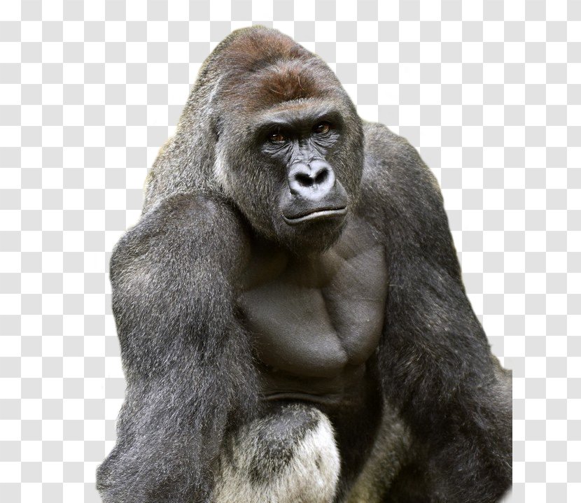 Cincinnati Zoo And Botanical Garden Killing Of Harambe Ape - Frame - Silhouette Transparent PNG