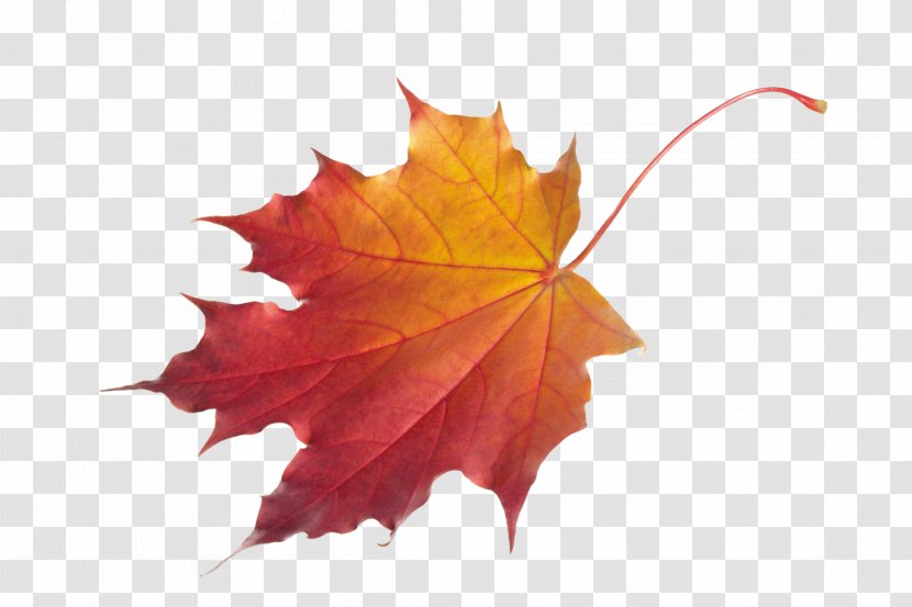 Autumn Leaf Color Clip Art - Pixel - Maple Transparent PNG