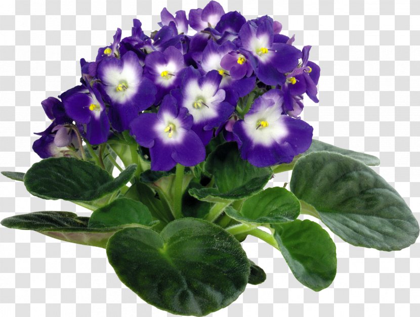 Viola Tricolor Houseplant African Violets Clip Art - Plant - Violet Transparent PNG