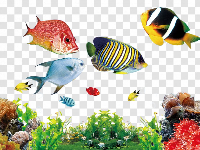 Freshwater Aquarium Marine Angelfishes Siphon - Butterfly Goldfish Transparent PNG