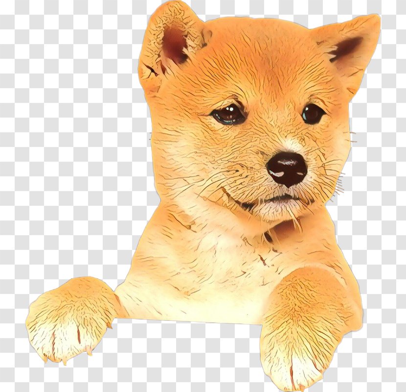 Cartoon Animals - Spitz - Fawn Ancient Dog Breeds Transparent PNG