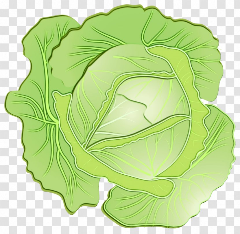 Green Leaf Background - Savoy Cabbage - Brassica Flower Transparent PNG