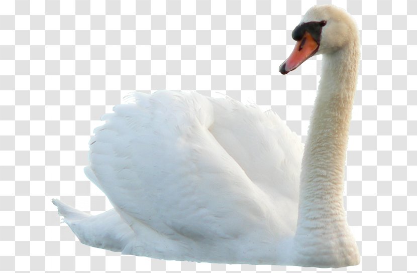 Swan Bird Duck - Blog Transparent PNG