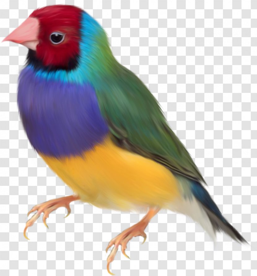 Gouldian Finch Bird Clip Art - Colored Parrot Transparent PNG