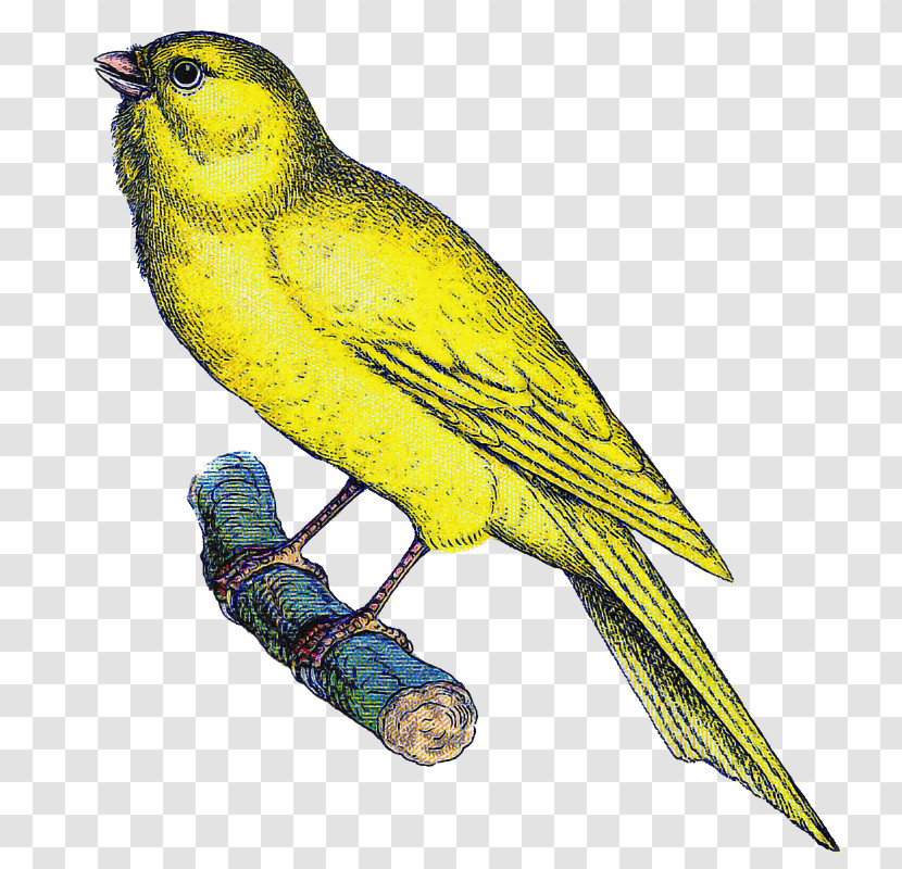 Bird Atlantic Canary Beak Yellow Songbird Transparent PNG