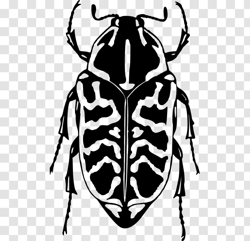 Ladybird Beetle Drawing Clip Art Transparent PNG