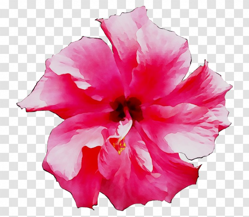 Shoeblackplant Mallows Petal Roselle Flower - Hawaiian Hibiscus - Cut Flowers Transparent PNG