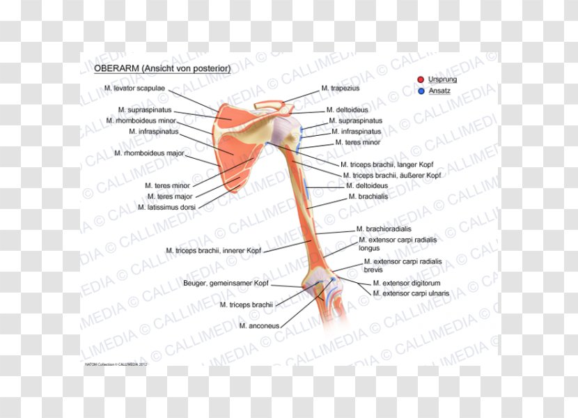Joint Augšdelms Muscular System Arm Muscle - Tree Transparent PNG