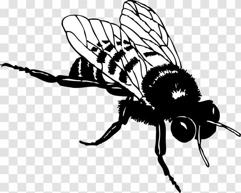European Dark Bee Honey Black And White Clip Art - Beehive - Bumble Transparent PNG