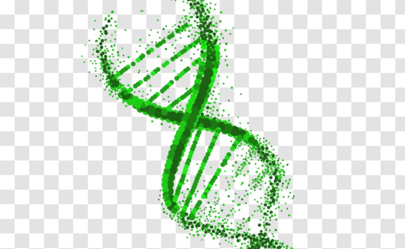 DNA Extraction Genetics Genetically Modified Organism - Green Transparent PNG