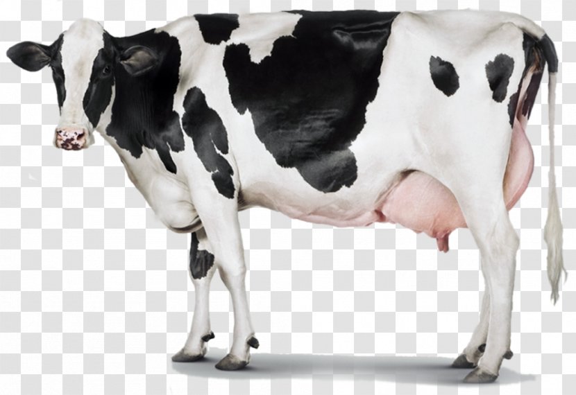 Holstein Friesian Cattle Milk Dairy Farming Transparent PNG