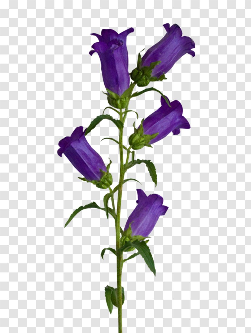 Clip Art - Resource - Purple Lily Of The Valley Transparent PNG