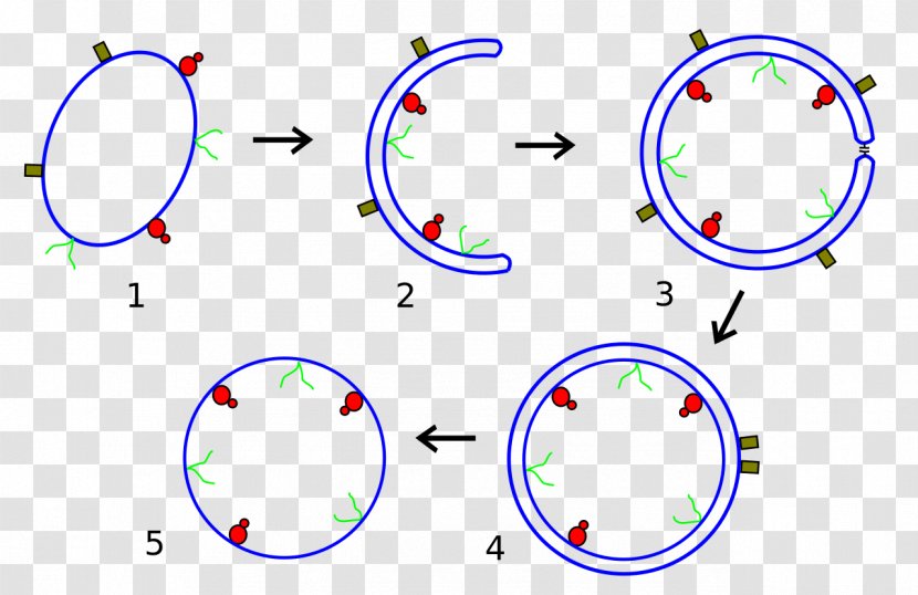 Obcell Cytoplasm Cell Membrane Hypothesis Transparent PNG