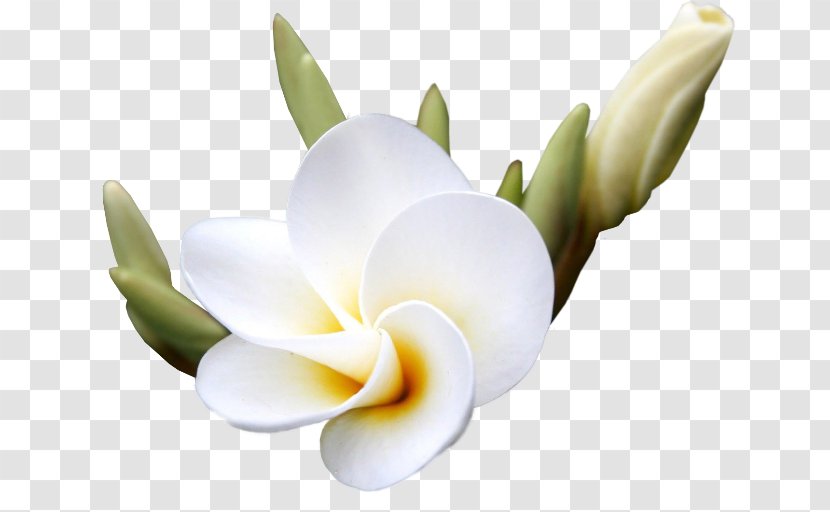 Flower Digital Image Clip Art - Petal Transparent PNG
