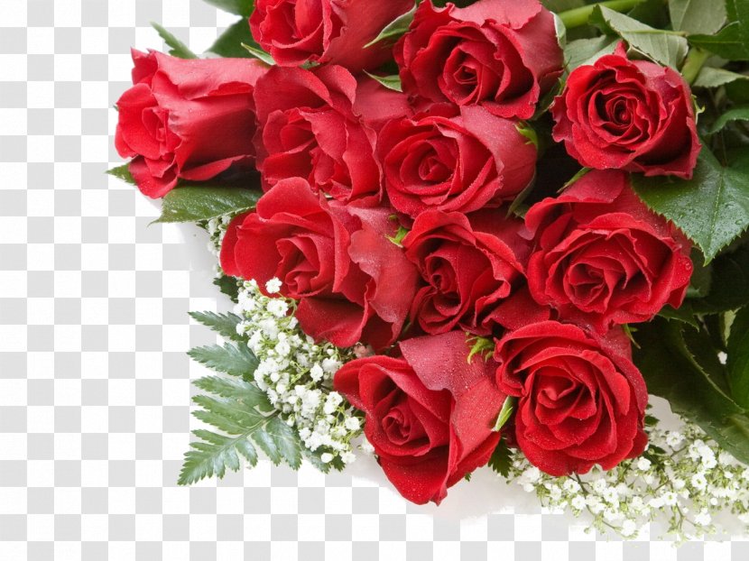 Desktop Wallpaper Rose Flower - Petal - Women's Day Transparent PNG