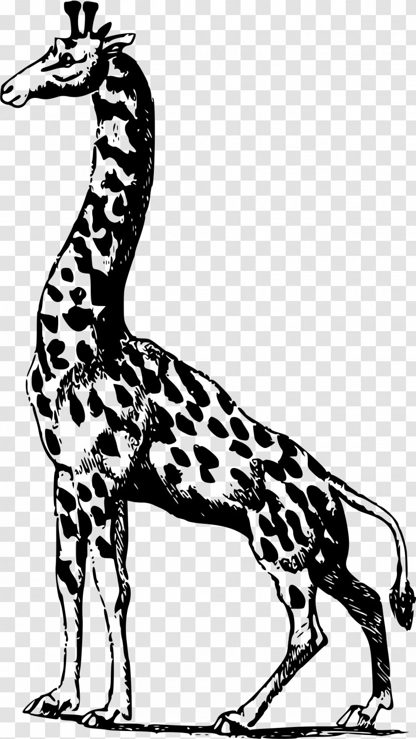 Africa Giraffe - Animal Transparent PNG