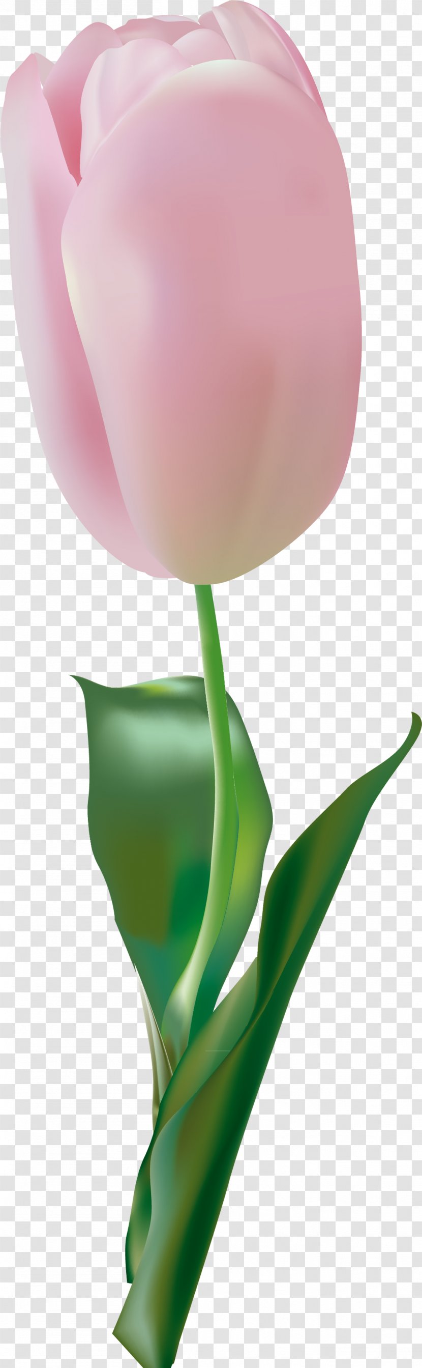 Garden Roses Tulip Flower Pink - Flowering Plant - 123 Transparent PNG