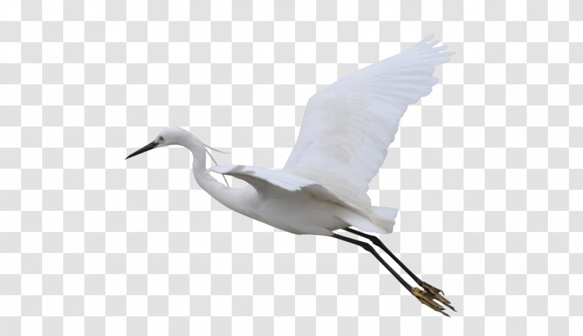 Bird Crane Flight - Flying Transparent PNG