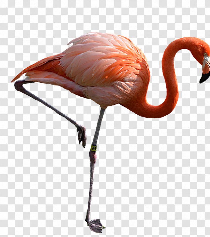 Water Bird Crane Beak Ibis - Flamingo Transparent PNG