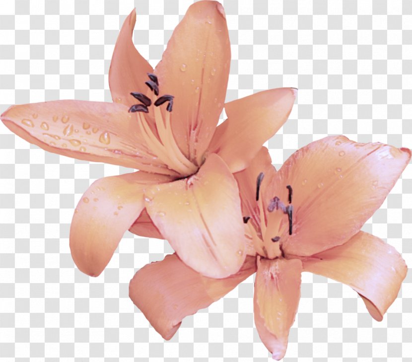 Pink Petal Lily Flower Plant - Family - Peach Amaryllis Belladonna Transparent PNG