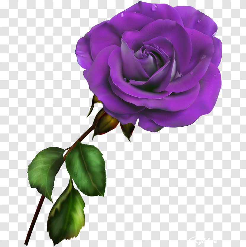 Garden Roses Blue Rose Rosa Gallica Clip Art - Rar - Lilac Flower Transparent PNG