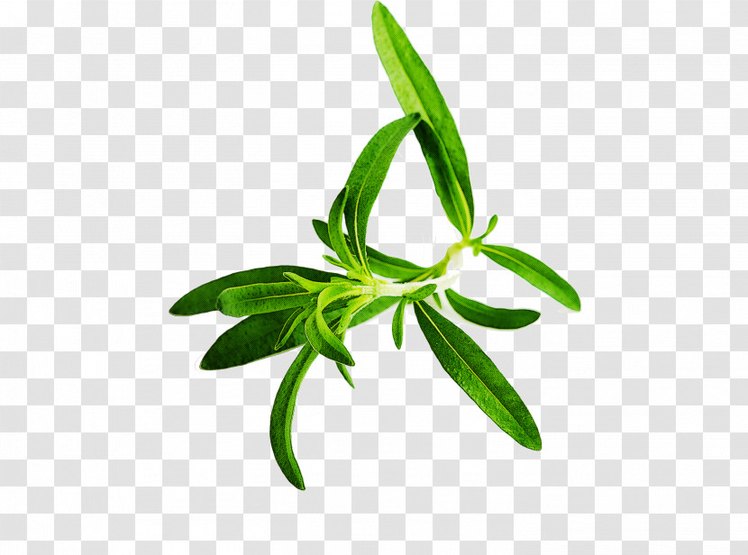 Leaf Plant Flower Tarragon Herbal Transparent PNG