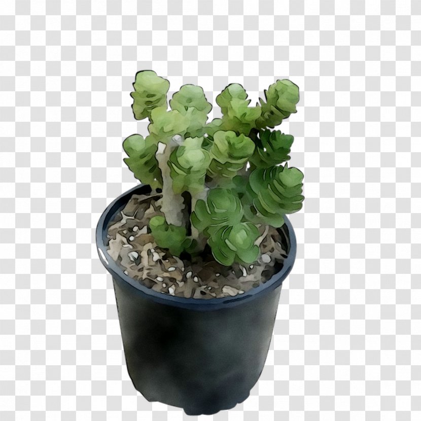 Prickly Pear Flowerpot Houseplant Herb - Echeveria Transparent PNG