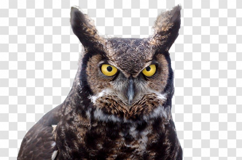 Bird Great Horned Owl Ear Tuft - Owls And Eagleowls Transparent PNG