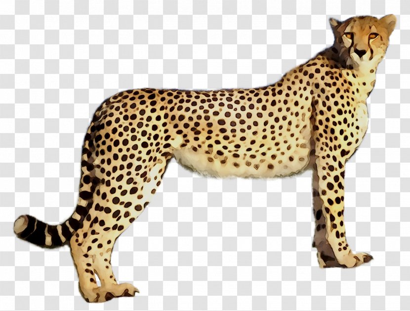 Cheetah Leopard Jaguar Cat Terrestrial Animal - Big Cats - Wildlife Transparent PNG