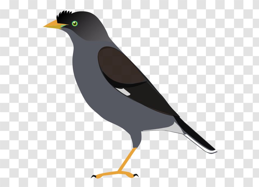 Common Myna Bird Raven Crow Family Transparent PNG