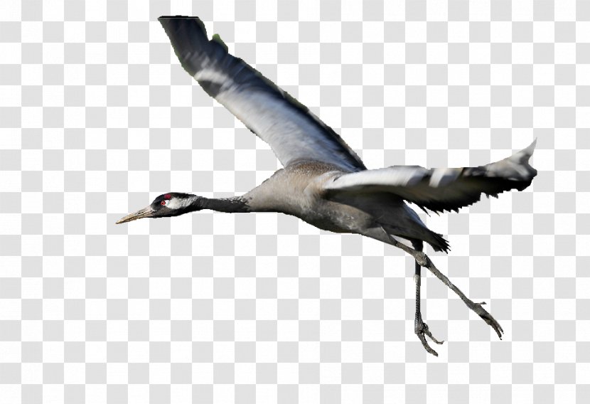 Bird Migration Goose Cygnini Duck - Crane Like Transparent PNG