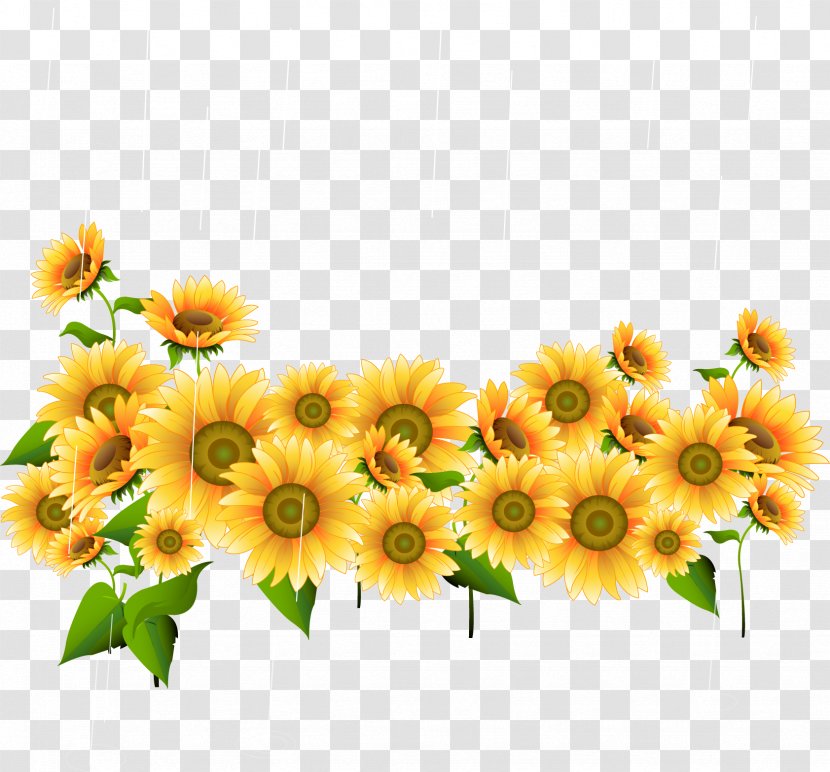 Drawing Photography Illustration - Chrysanths - Beautiful Sunflower Transparent PNG