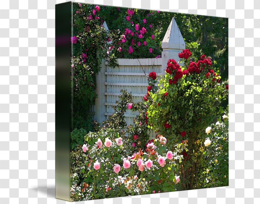 Garden Roses Yard Shrub - Rose Order Transparent PNG