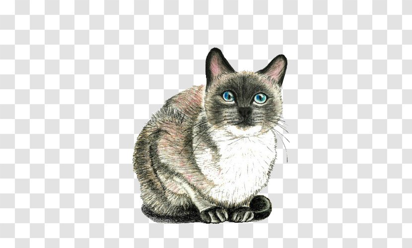 Cat Drawing Kitten - Fur Transparent PNG
