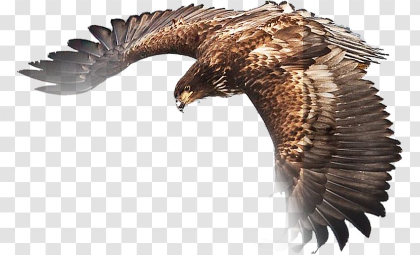 Eagle - Wing - Fauna Transparent PNG