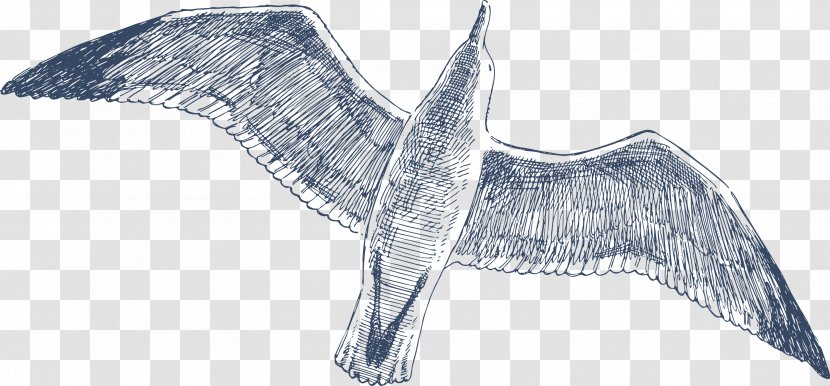 Drawing Bird Clip Art - Tail - Gull Transparent PNG