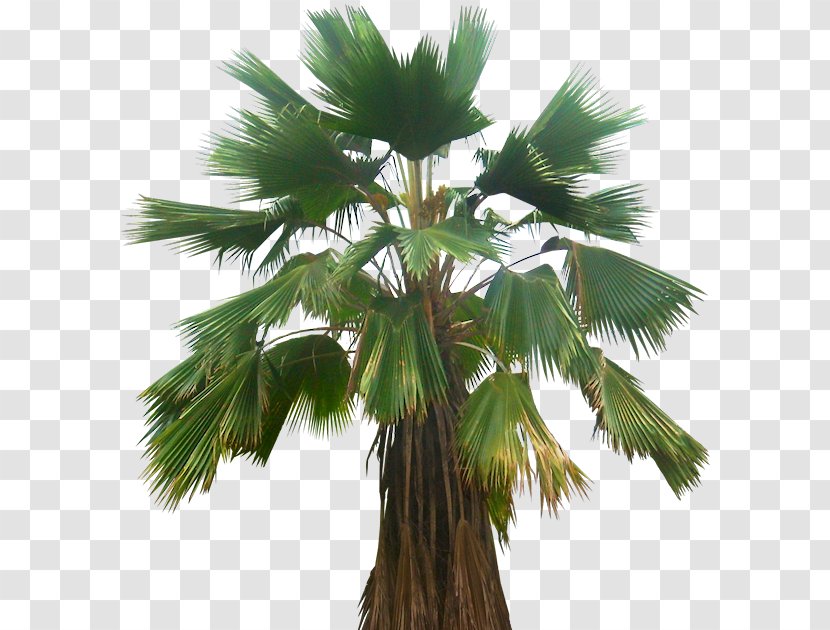 Asian Palmyra Palm Pritchardia Pacifica Babassu Arecaceae Plant - Borassus Flabellifer Transparent PNG